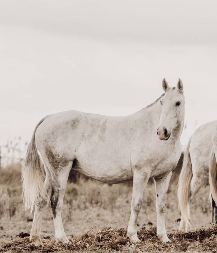 Broodmare Lusitano For sale 2013 Grey