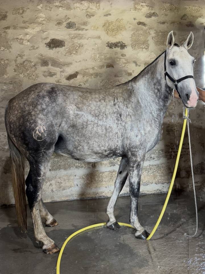 Broodmare Lusitano For sale 2013 Grey