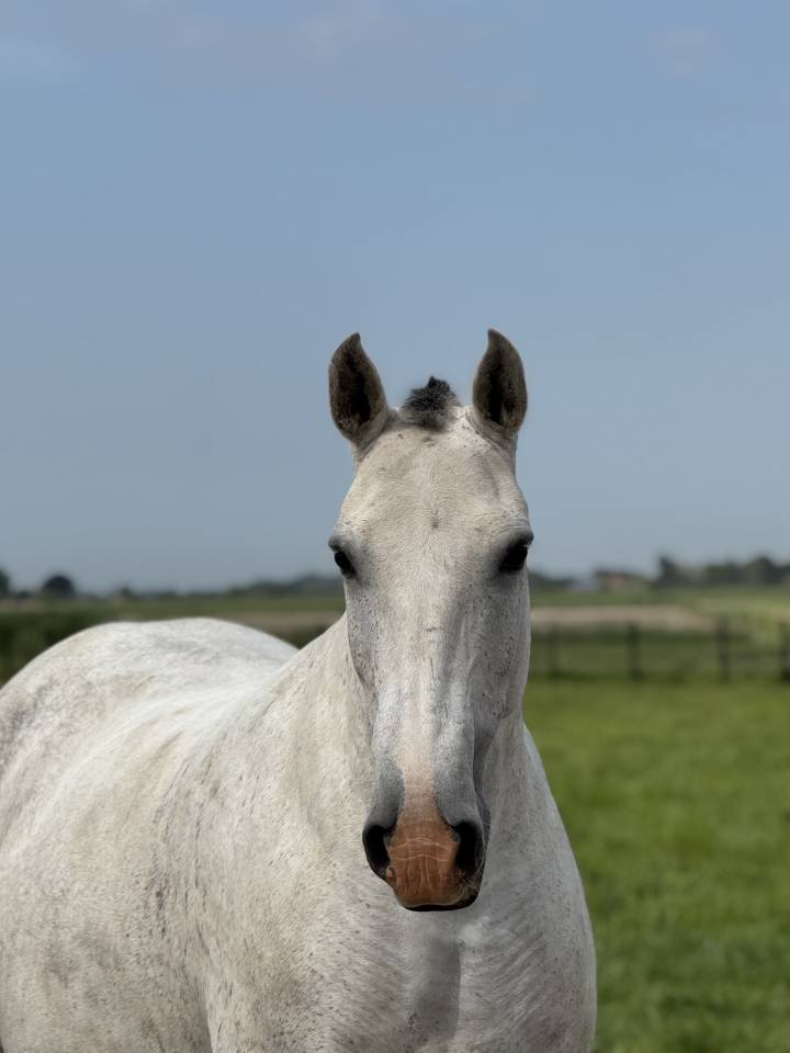 Broodmare Lusitano For sale 2013 Grey
