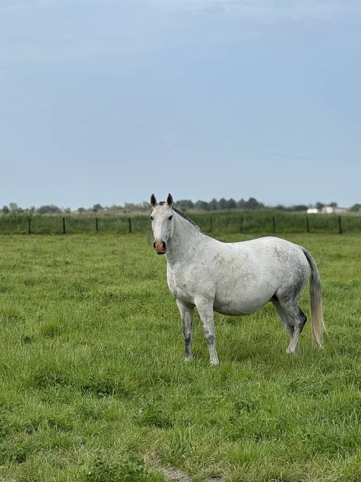 Broodmare Lusitano For sale 2013 Grey