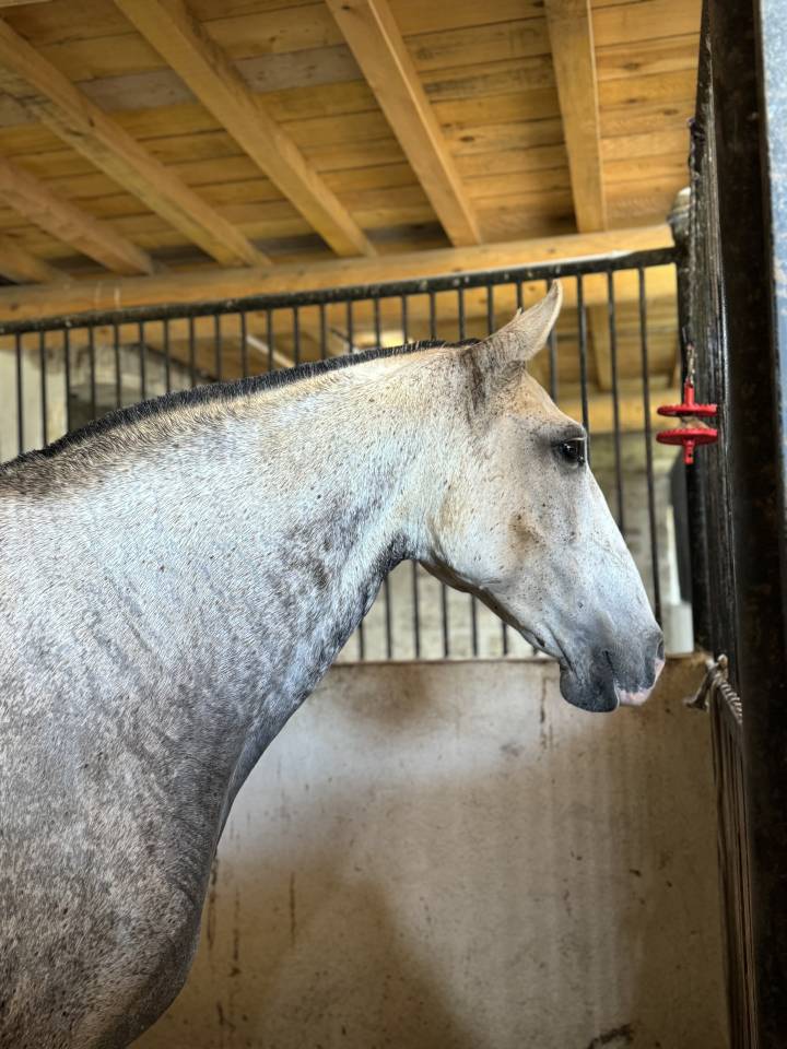 Broodmare Lusitano For sale 2013 Grey