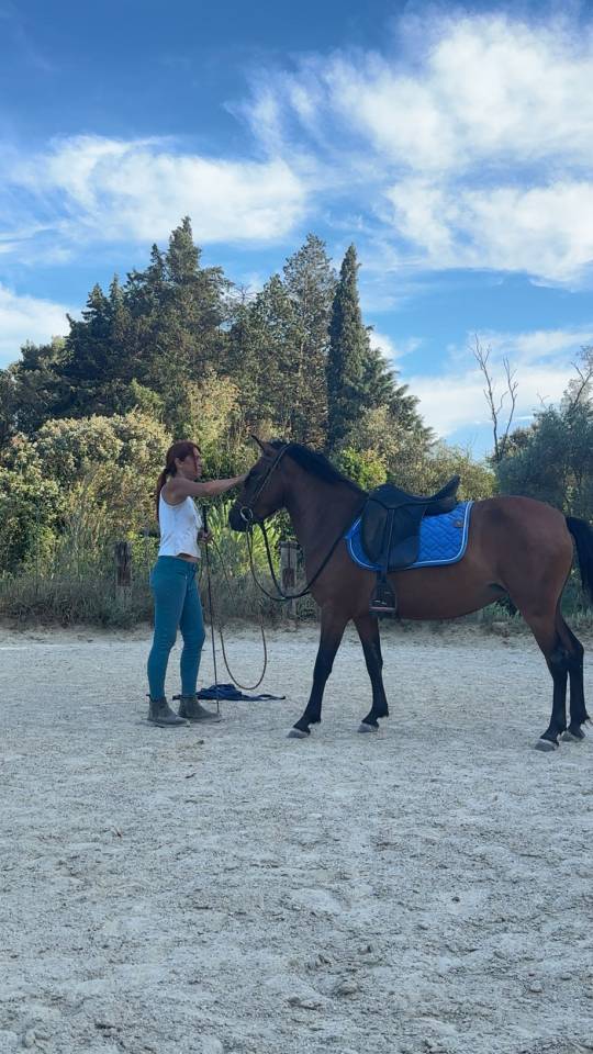 Mare No Origin Recorded For sale 2022 Bay