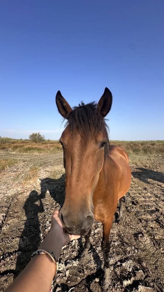Mare No Origin Recorded For sale 2022 Bay