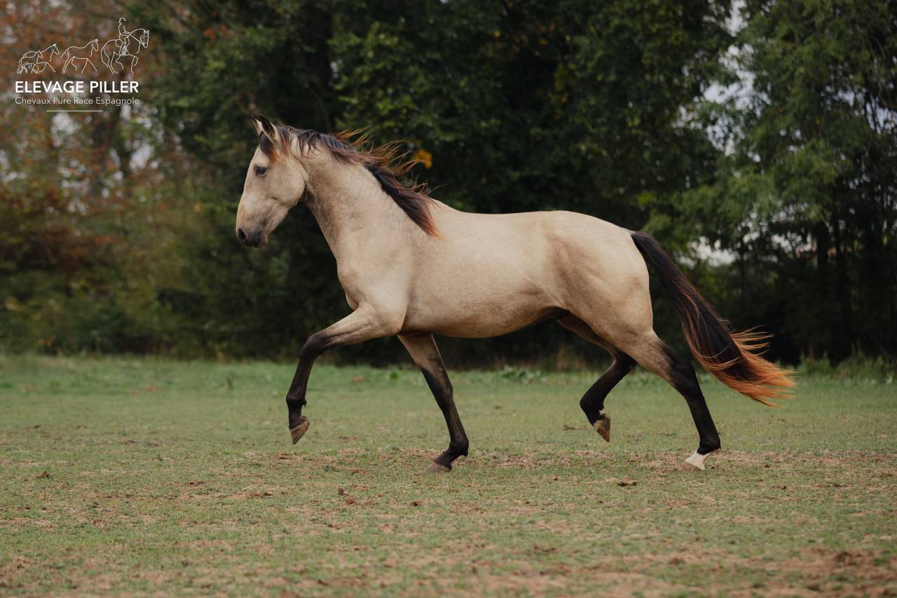 Entire PRE Pure Spanish Bred For sale 2024 Buckskin