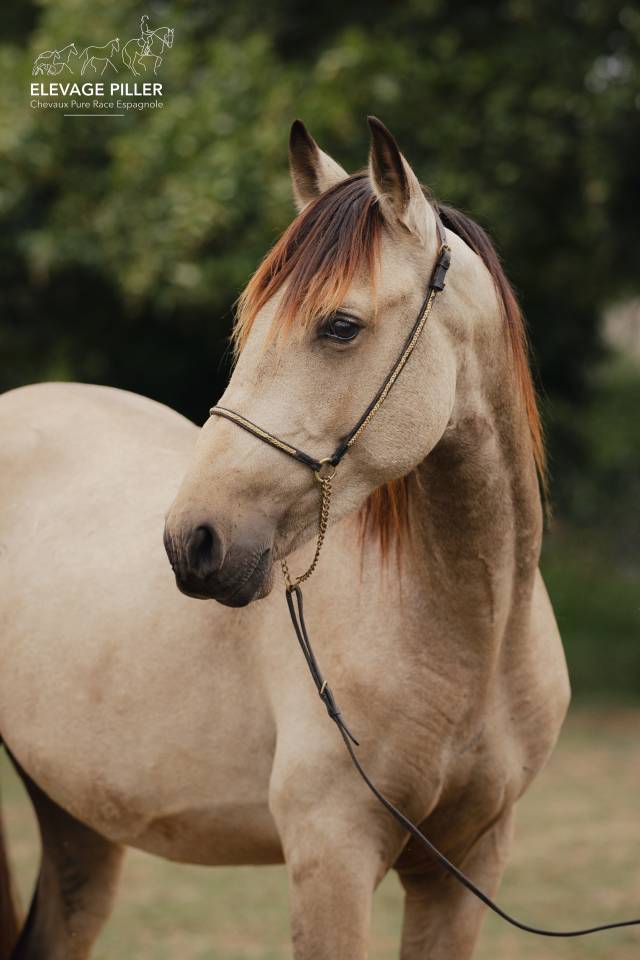 Entire PRE Pure Spanish Bred For sale 2024 Buckskin