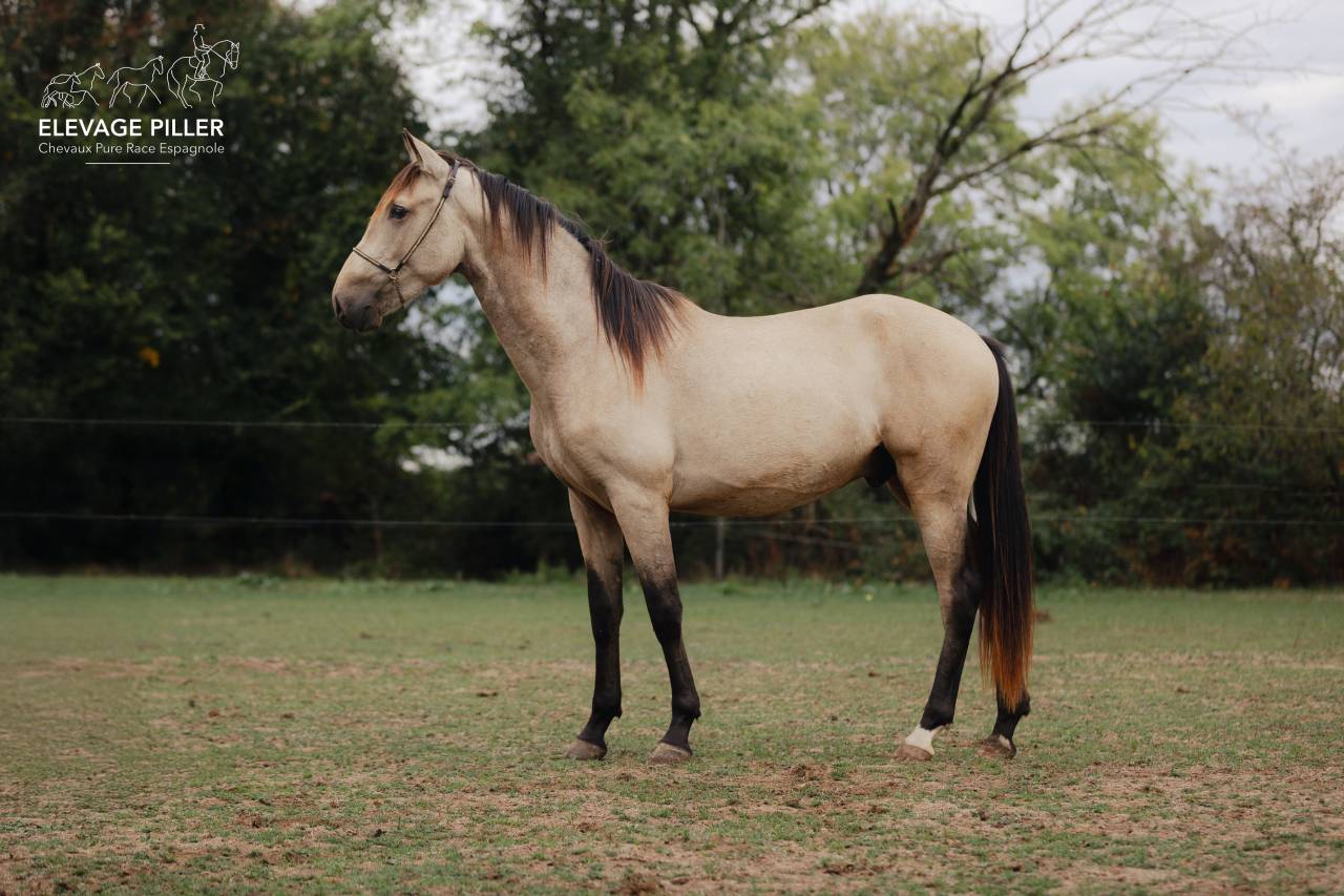 Entire PRE Pure Spanish Bred For sale 2024 Buckskin