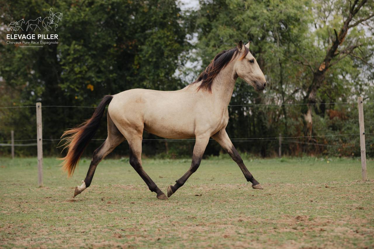 Entire PRE Pure Spanish Bred For sale 2024 Buckskin