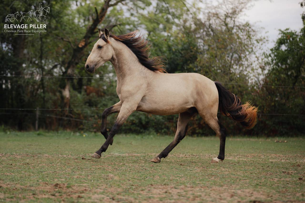 Entire PRE Pure Spanish Bred For sale 2024 Buckskin