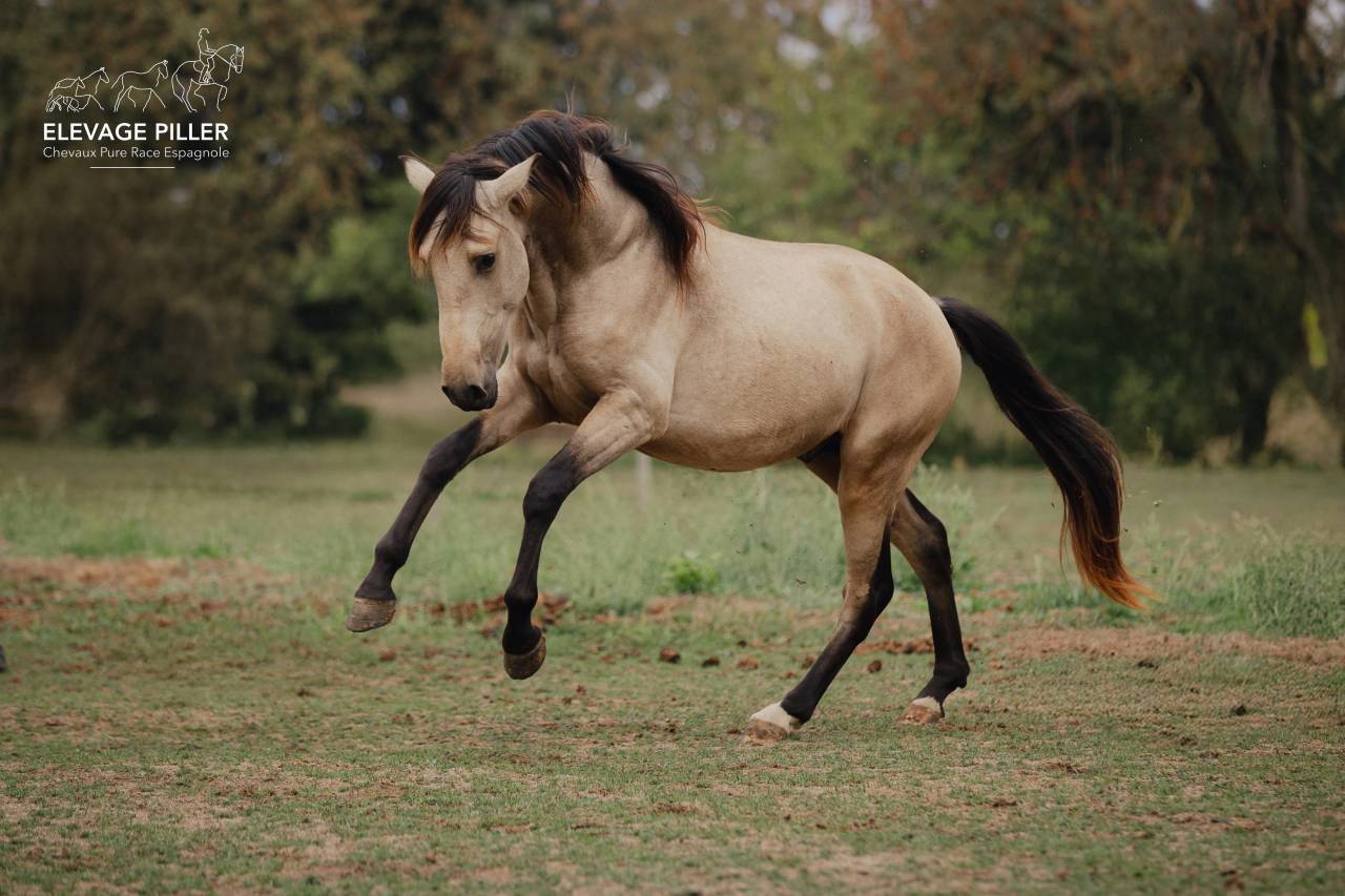 Entire PRE Pure Spanish Bred For sale 2024 Buckskin