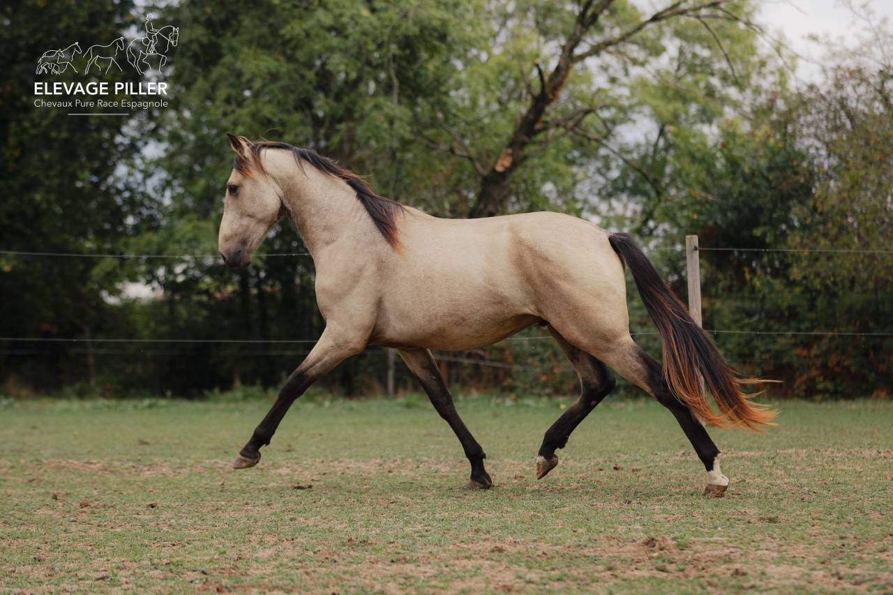 Entire PRE Pure Spanish Bred For sale 2024 Buckskin