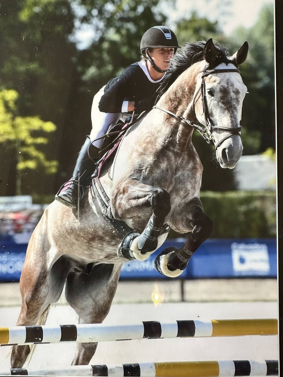 Gelding KWPN Dutch Warmblood For sale 2015 Grey