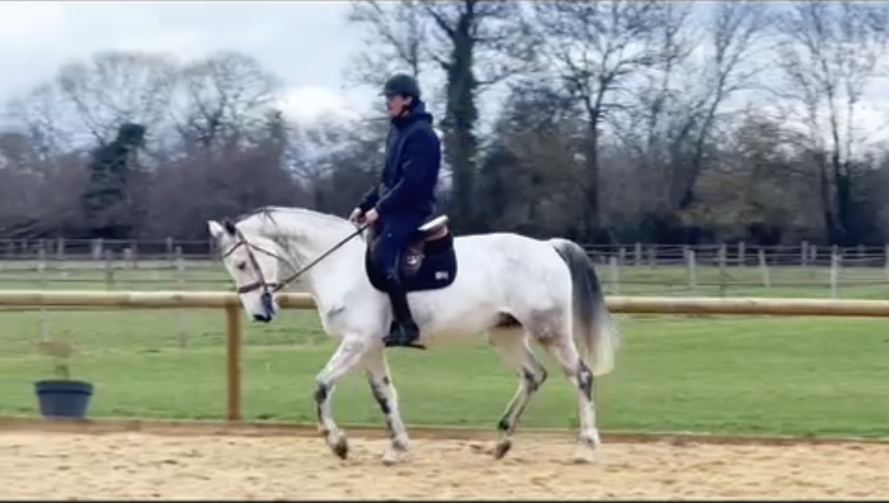 Gelding KWPN Dutch Warmblood For sale 2015 Grey