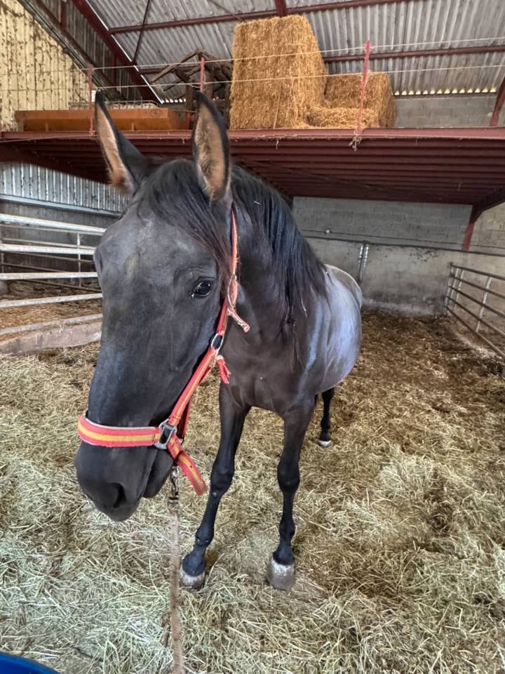 Colt PRE Pure Spanish Bred For sale 2024 Black