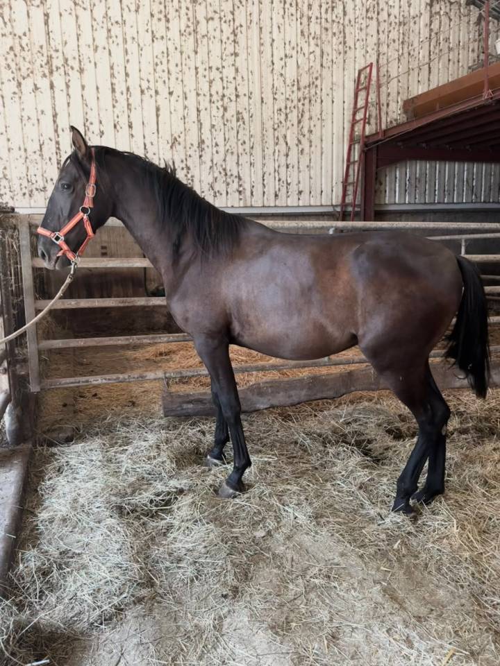 Colt PRE Pure Spanish Bred For sale 2024 Black