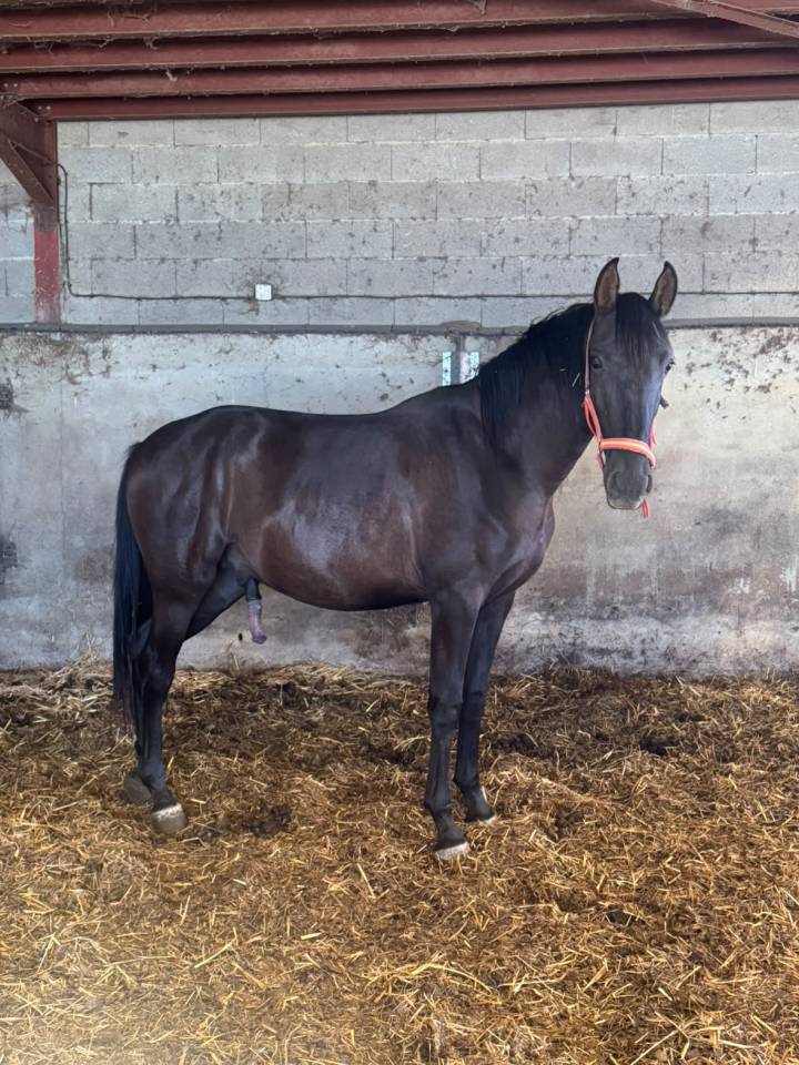 Colt PRE Pure Spanish Bred For sale 2024 Black