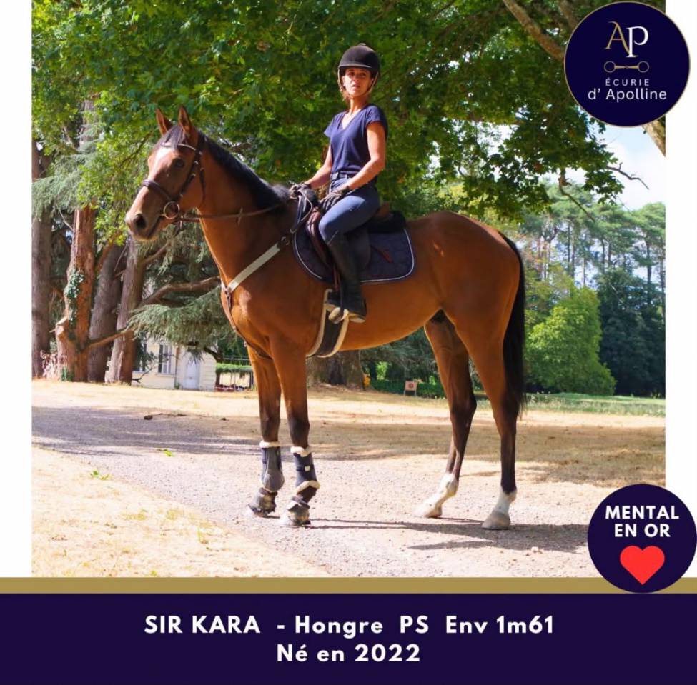 Gelding Thoroughbred For sale 2022 Bay