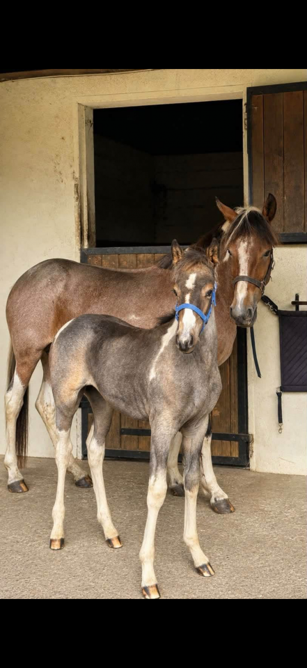 Mare French Saddle Pony For sale 2022 Coloured