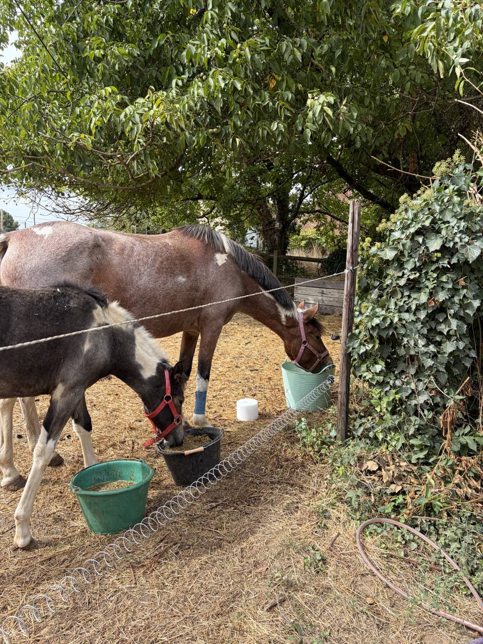 Mare French Saddle Pony For sale 2022 Coloured