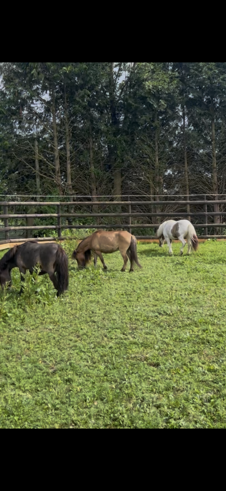 Mare No Origin Recorded For sale 2020 Coloured