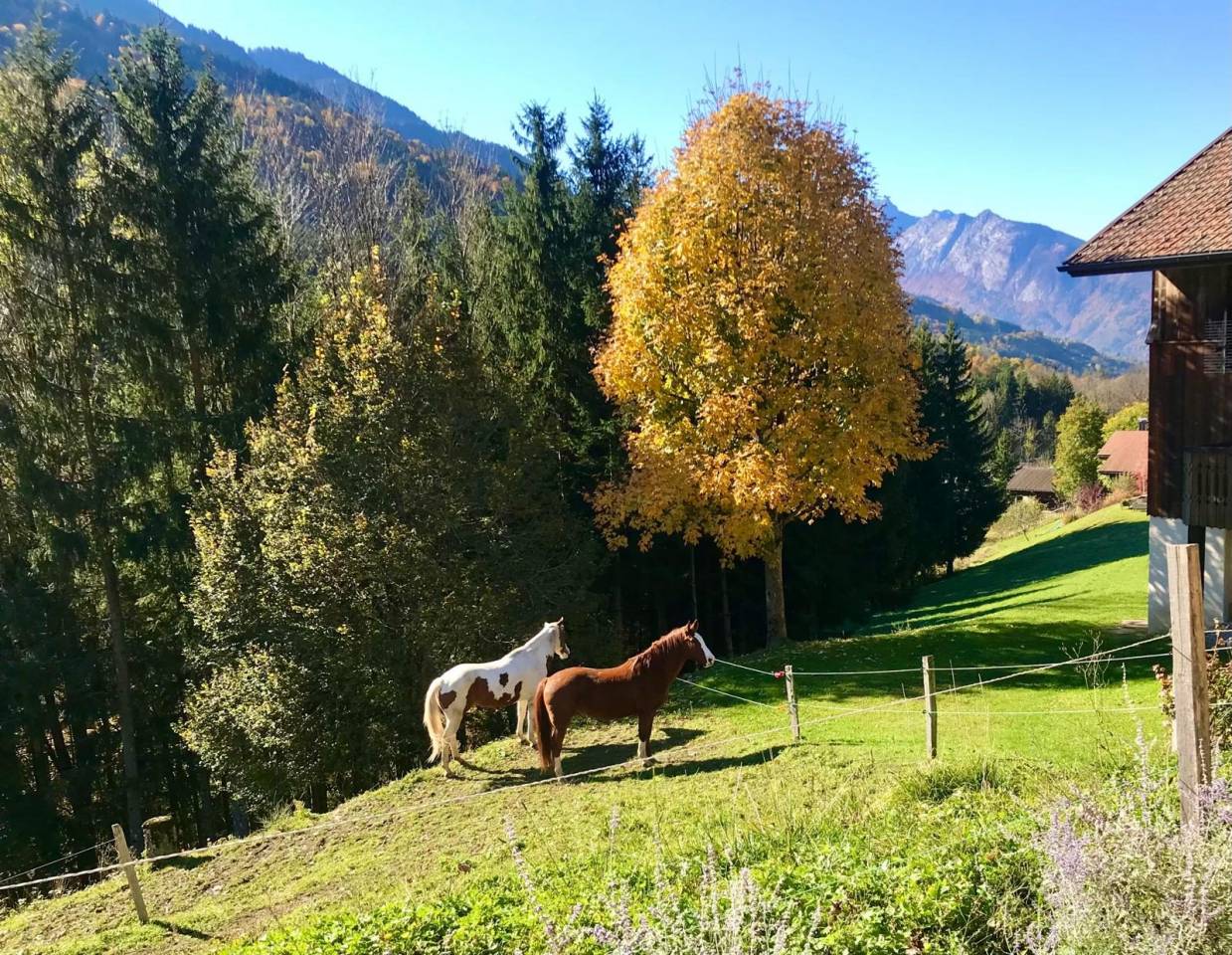 Equestrian property  Haute-Savoie
