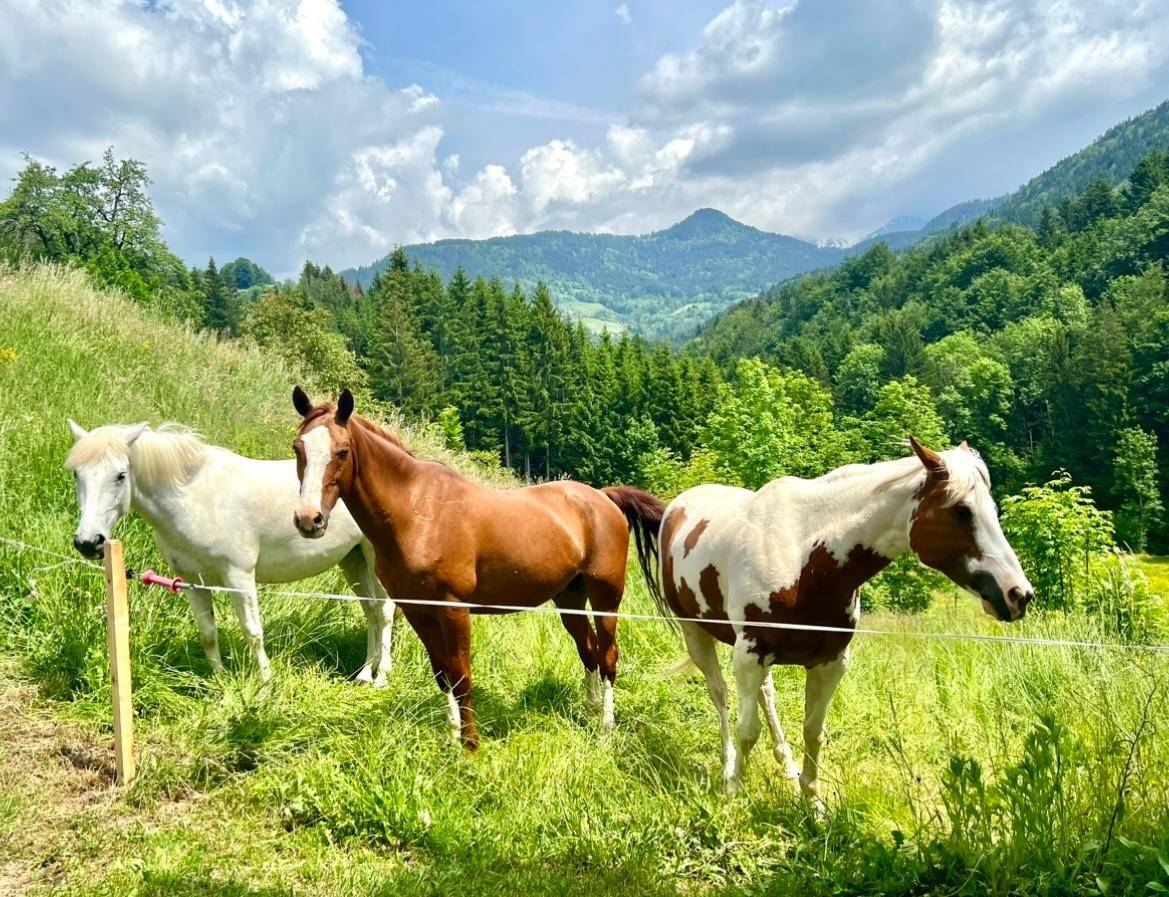 Equestrian property  Haute-Savoie