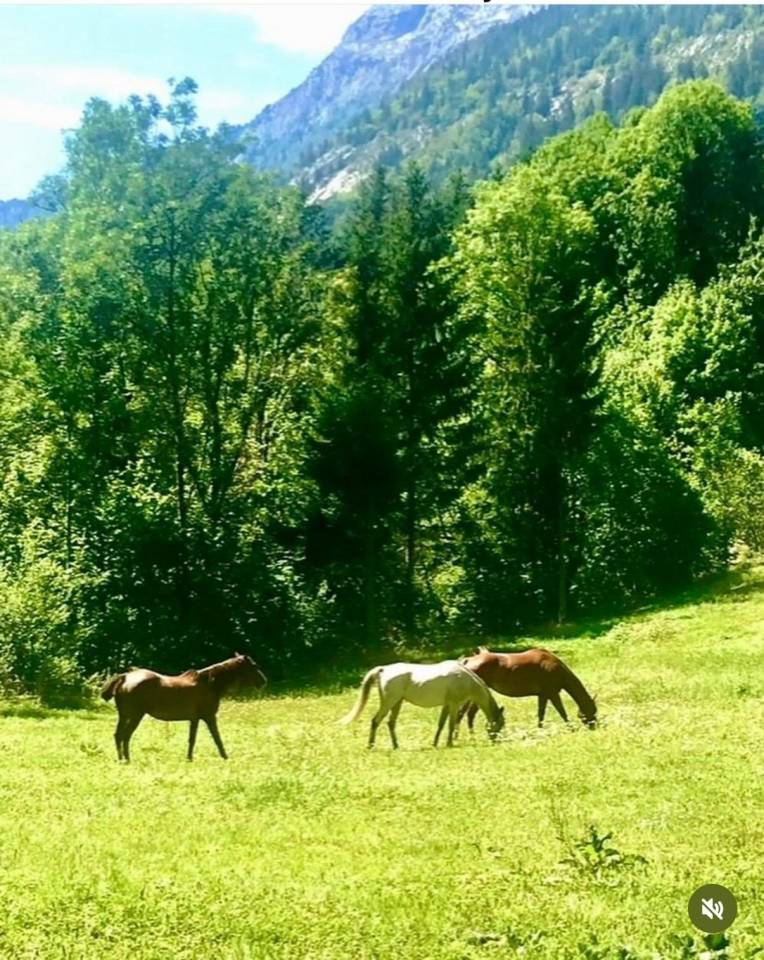 Equestrian property  Haute-Savoie