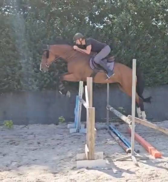 Gelding Zangersheide For entrust 2020 Bay