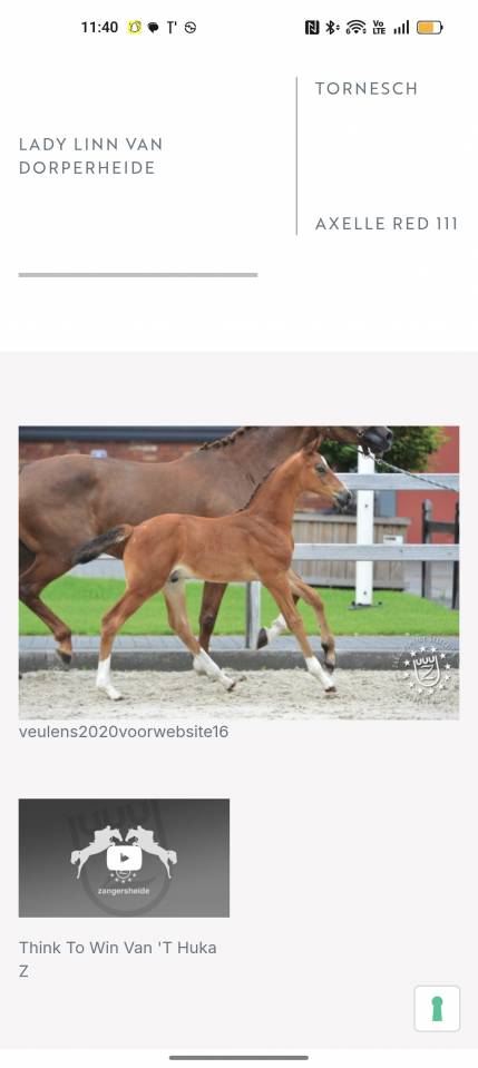 Gelding Zangersheide For entrust 2020 Bay
