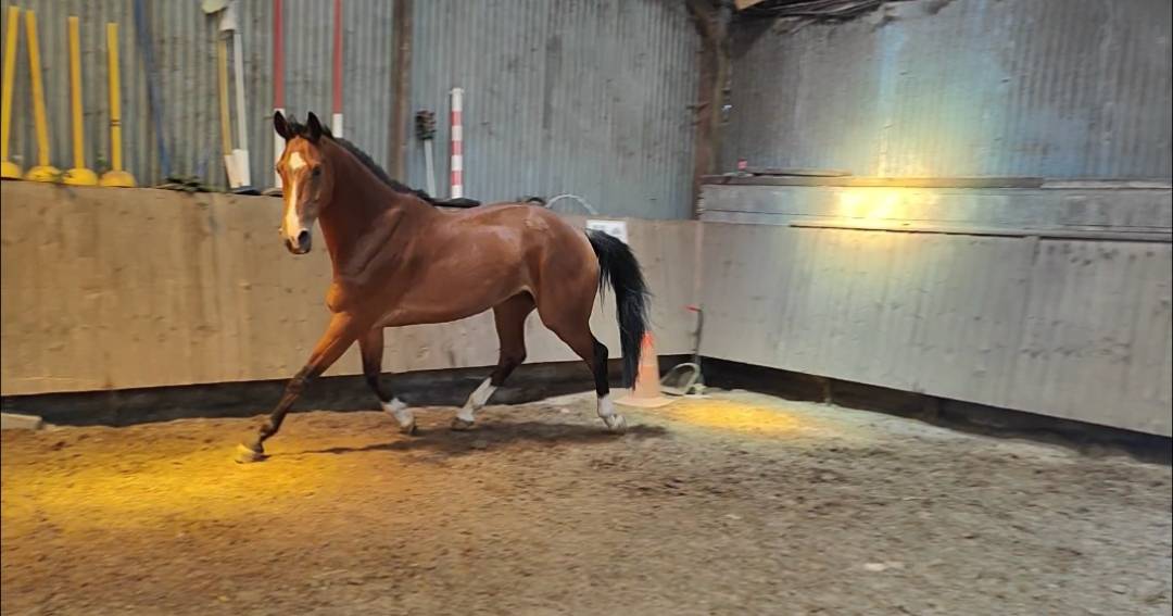 Gelding Zangersheide For entrust 2020 Bay