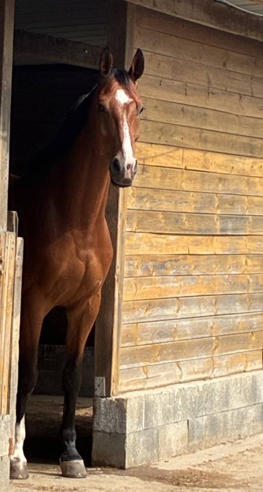 Gelding Zangersheide For entrust 2020 Bay