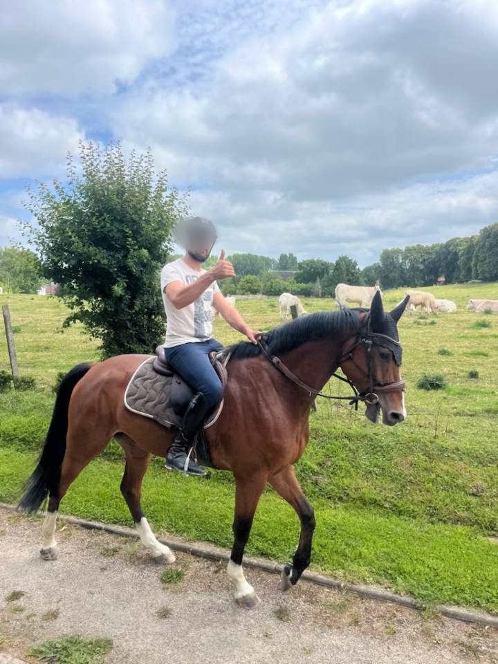 Gelding Zangersheide For entrust 2020 Bay