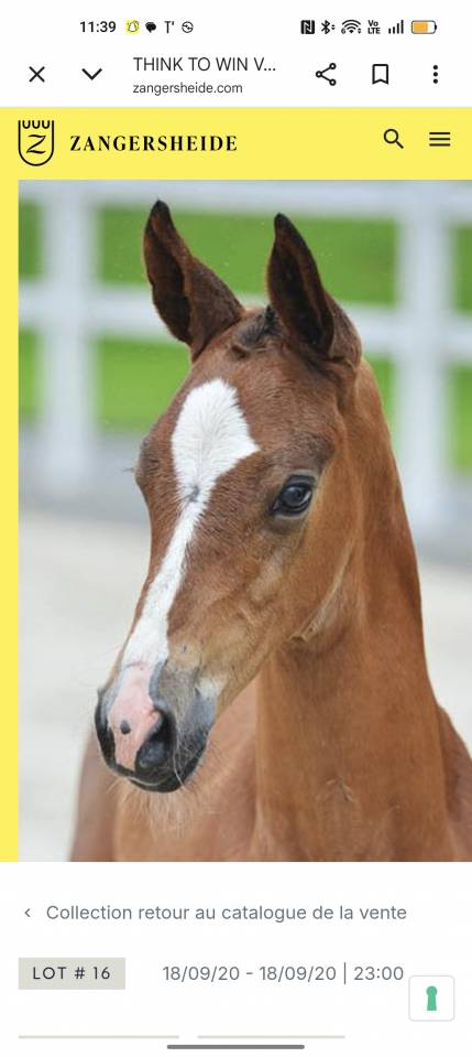 Gelding Zangersheide For entrust 2020 Bay