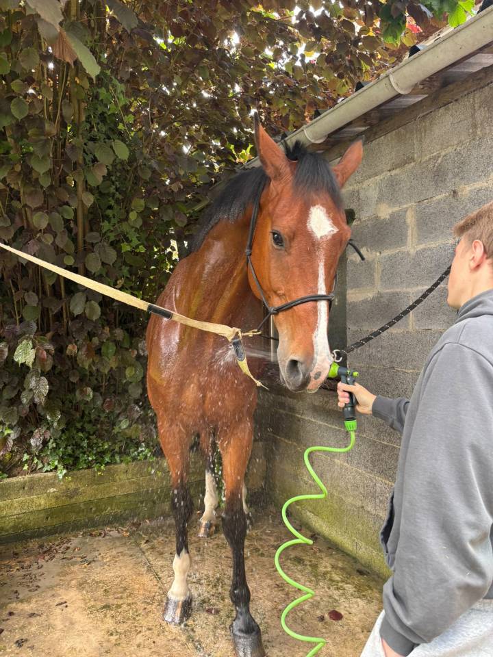 Gelding Zangersheide For entrust 2020 Bay
