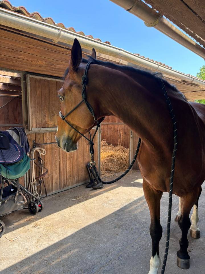 Gelding Zangersheide For entrust 2020 Bay