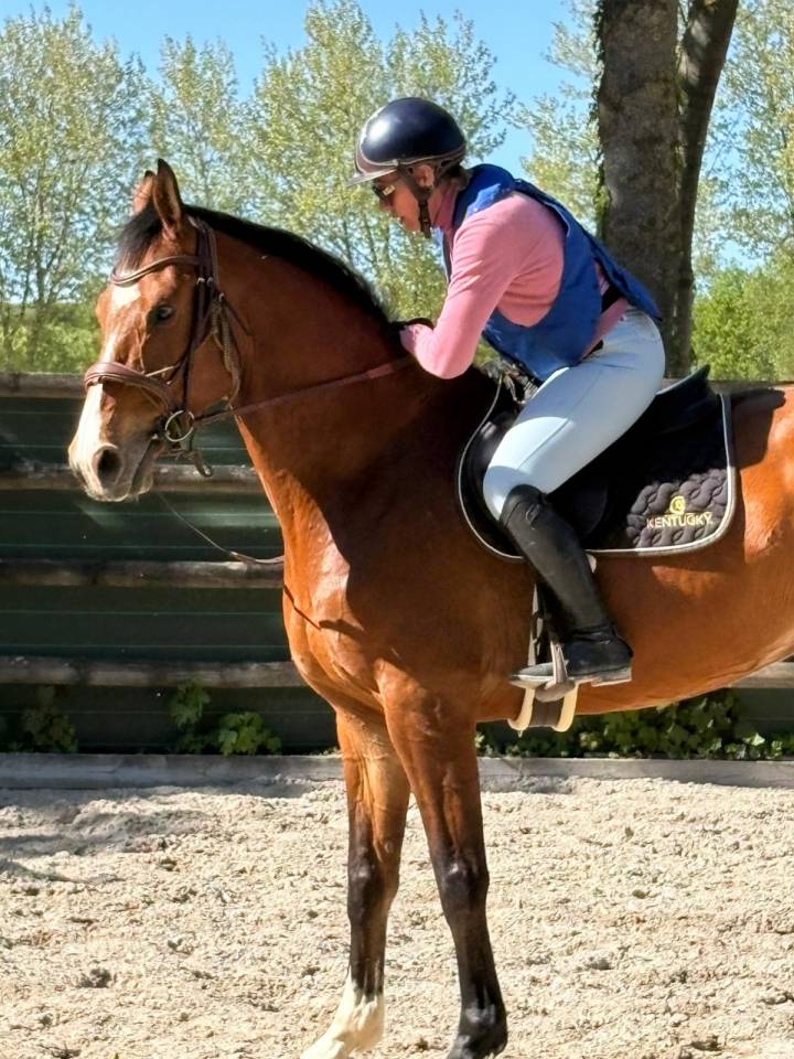 Gelding Zangersheide For entrust 2020 Bay