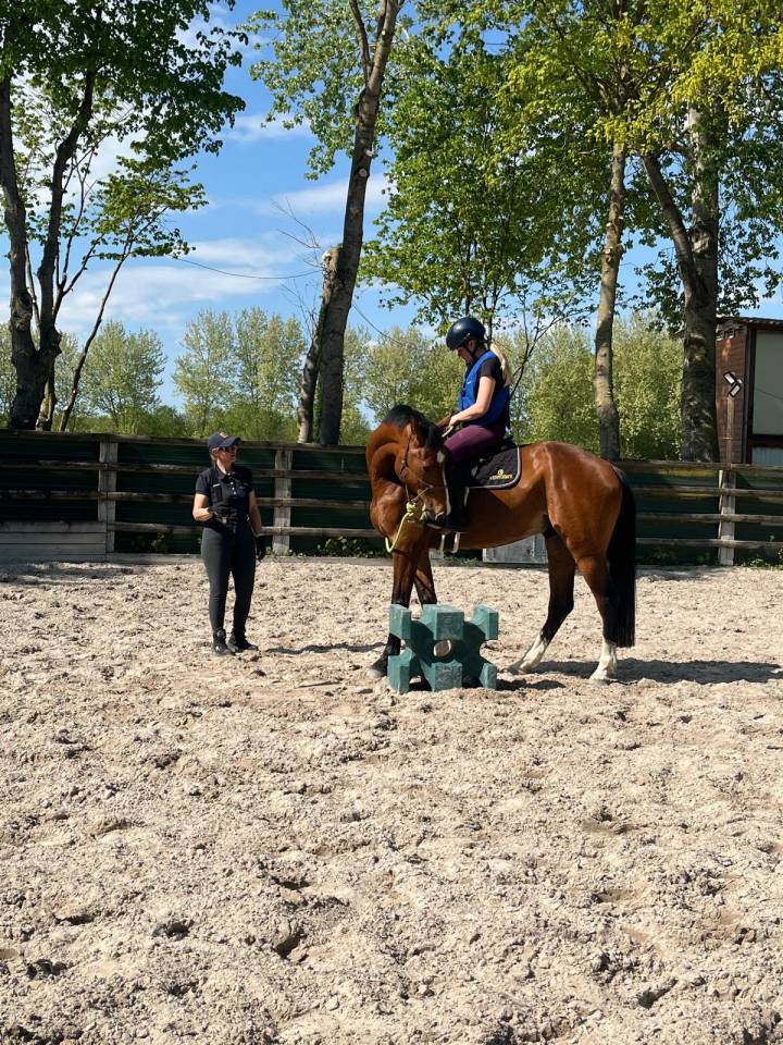 Gelding Zangersheide For entrust 2020 Bay