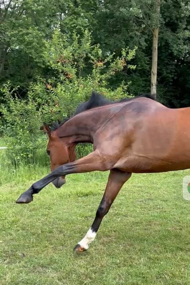 Gelding Zangersheide For entrust 2020 Bay