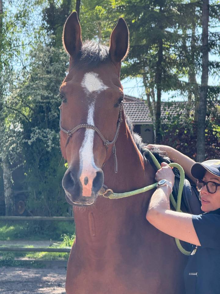 Gelding Zangersheide For entrust 2020 Bay