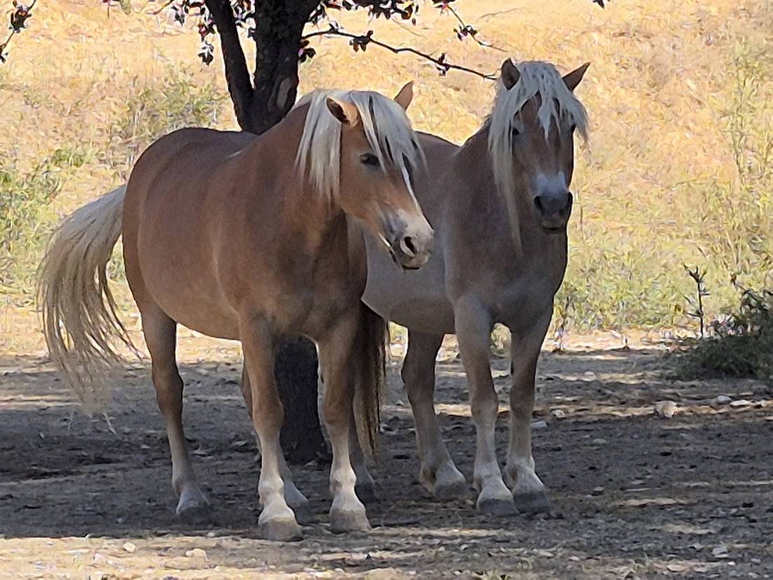Mare Haflinger For sale 2014 Chesnut
