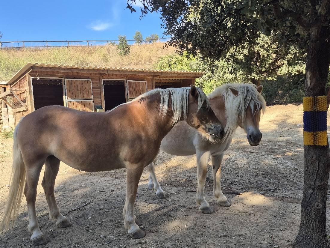 Mare Haflinger For sale 2014 Chesnut