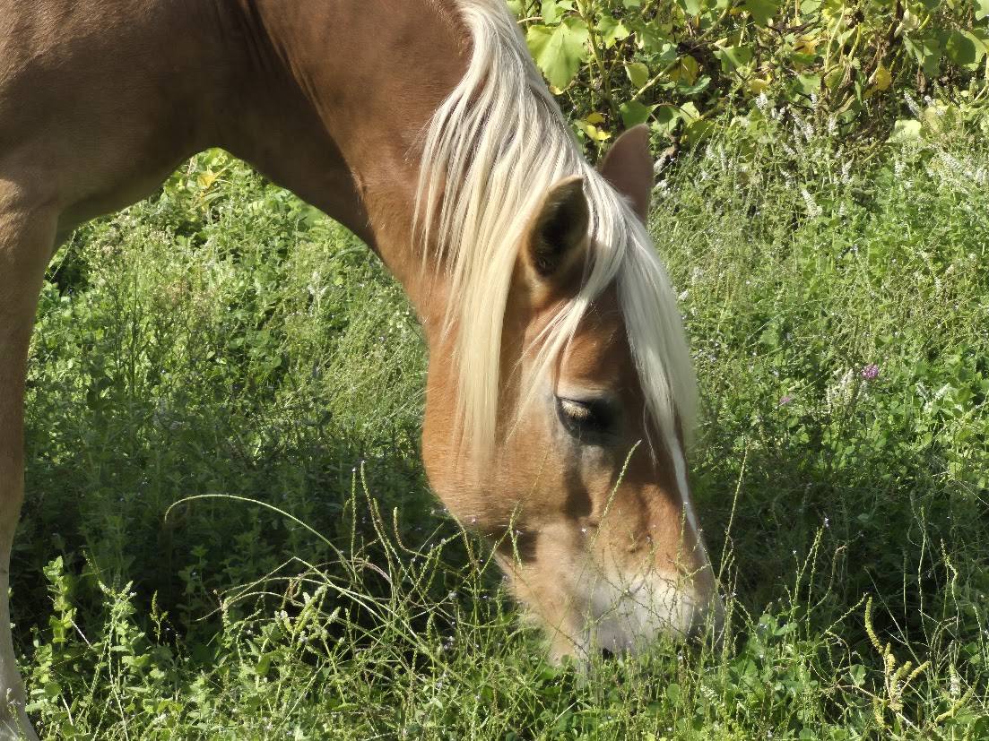 Mare Haflinger For sale 2014 Chesnut
