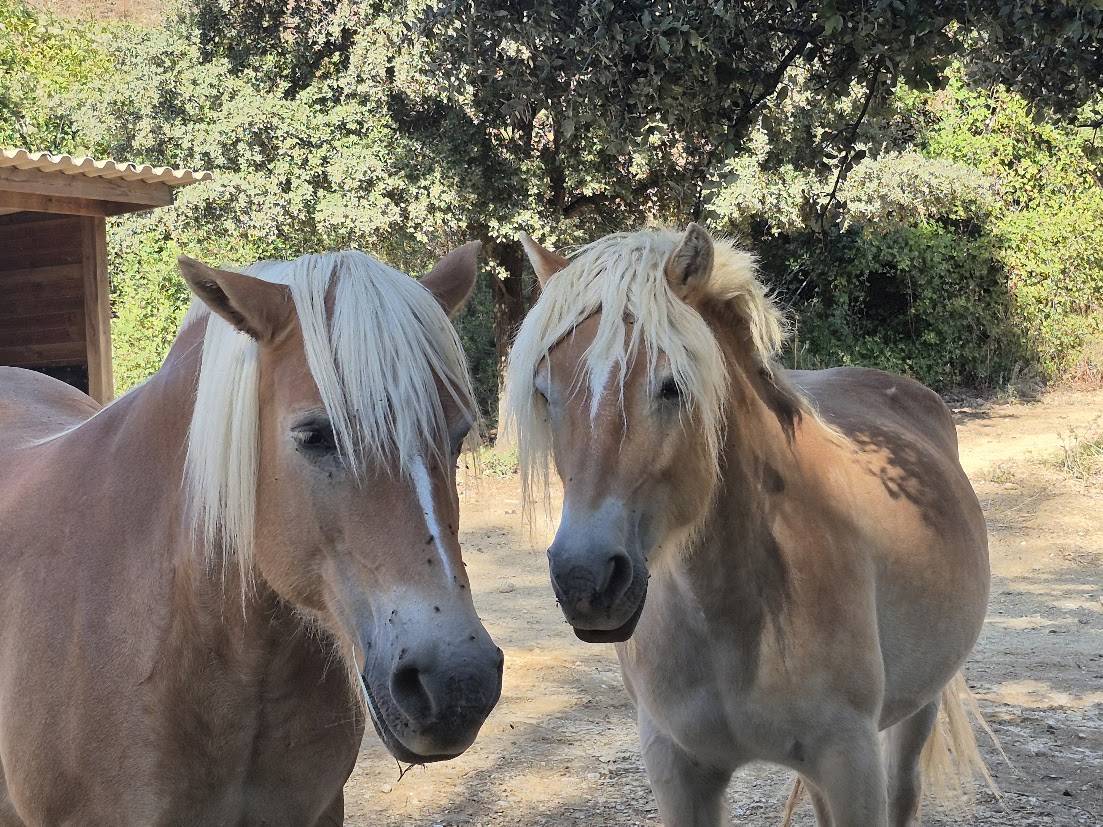 Mare Haflinger For sale 2014 Chesnut
