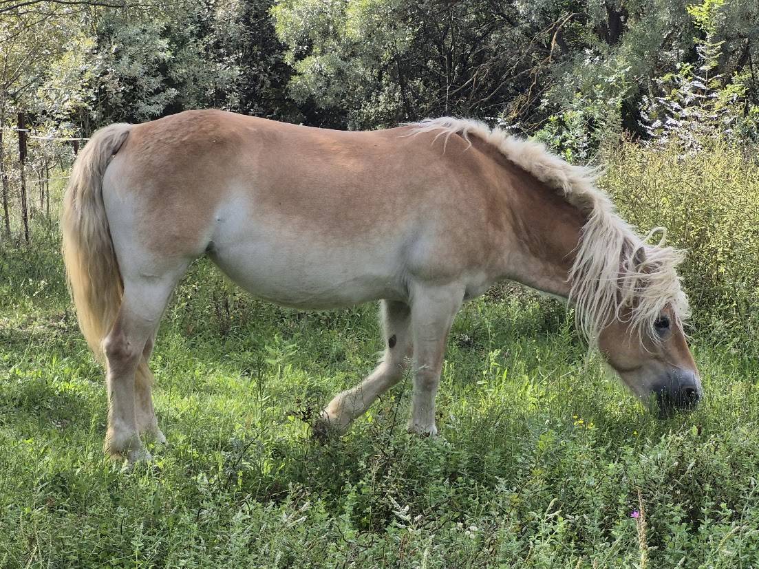 Mare Haflinger For sale 2014 Chesnut