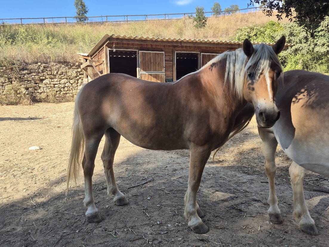 Mare Haflinger For sale 2014 Chesnut