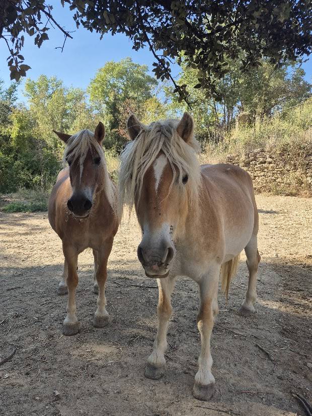 Mare Haflinger For sale 2014 Chesnut
