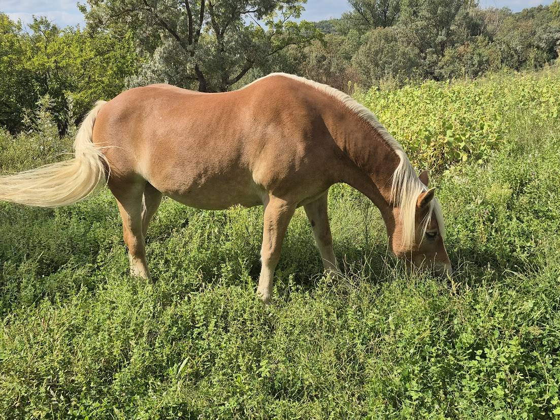 Mare Haflinger For sale 2014 Chesnut
