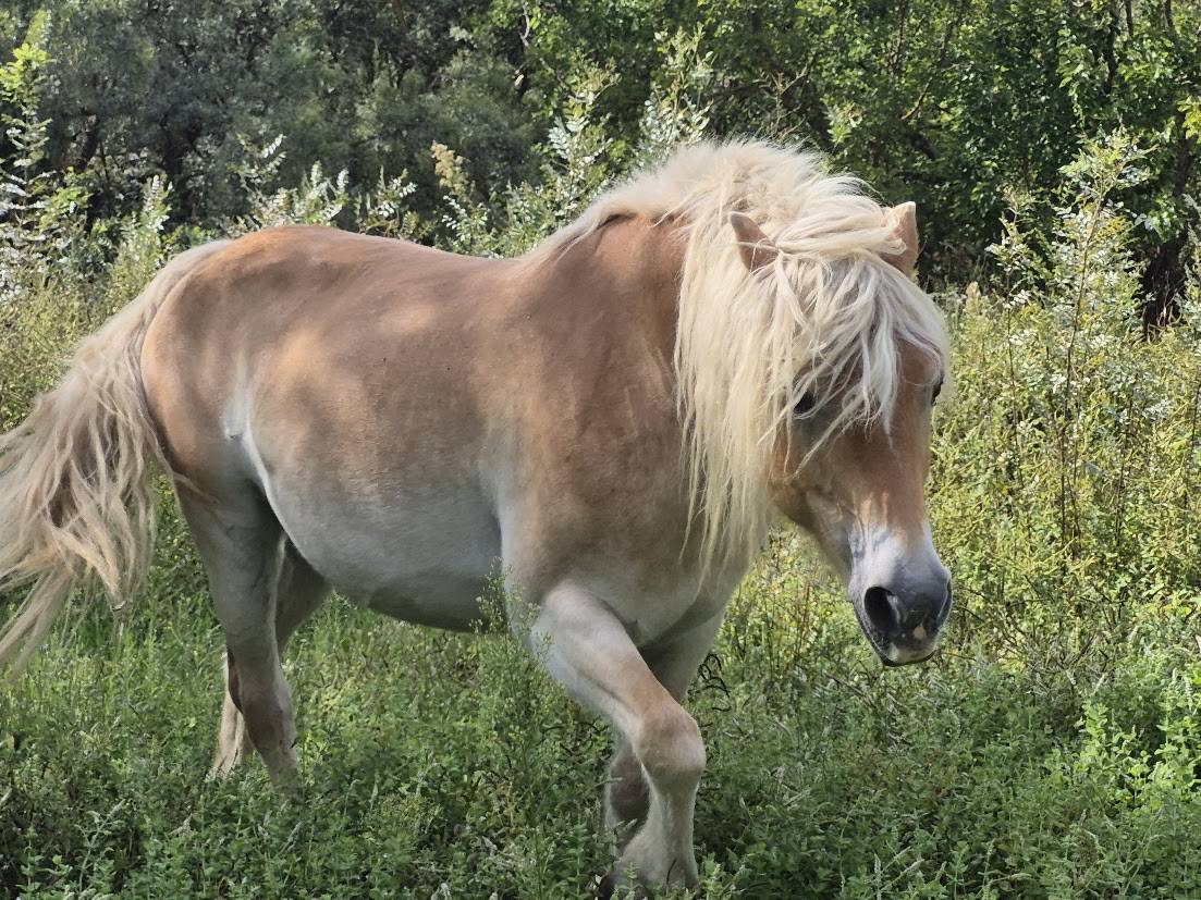 Mare Haflinger For sale 2014 Chesnut
