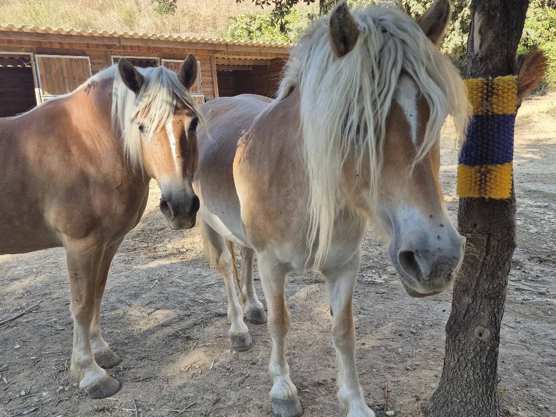 Mare Haflinger For sale 2014 Chesnut