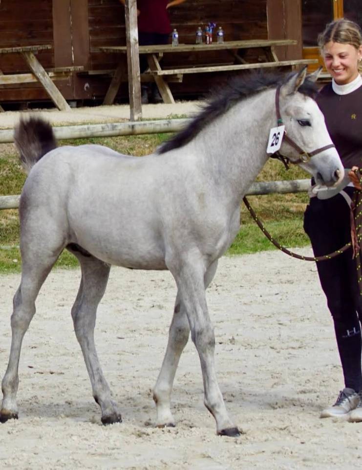 Colt Connemara For sale 2026 Grey