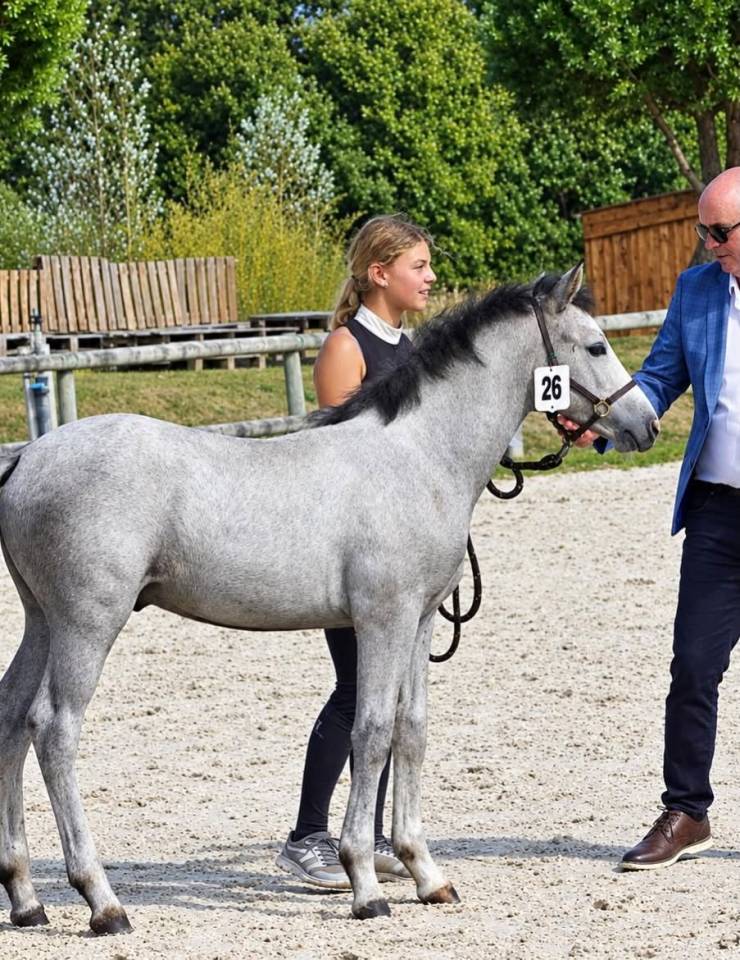 Colt Connemara For sale 2026 Grey